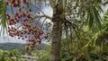 Peach palm Bactris gasipaes against the background of the sky