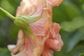 Peach pink hibiscus flower from the back. Close up image of a beautiful tropical bloom Royalty Free Stock Photo