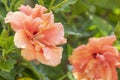 Peach pink hibiscus flower close up image. Beautiful tropical bloom Royalty Free Stock Photo