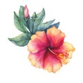 Peach-pink Hibiscus flower.