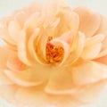 Peach pink rose flower on cream parchment