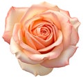 Peach pink rose flower head isolated on white background Royalty Free Stock Photo