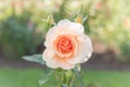 Peach pink rose in full bloom in rose garden Royalty Free Stock Photo