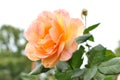 Peach pink rose Royalty Free Stock Photo