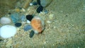 Peach pit on the seabed, Aegean Sea, Greece, Halkidiki. Sea pollution