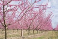 Peach plantation in blossom, Spain