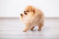 The Peach Pomeranian obediently raised a paw