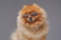 Peach pomeranian spitz dog with chain and sunglasses