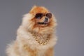 Peach pomeranian spitz dog with chain and sunglasses