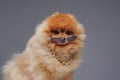 Peach pomeranian spitz dog with chain and sunglasses