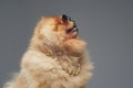 Peach pomeranian spitz dog with chain and sunglasses