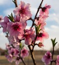 Peach Prunus Persica blooms at sunset Royalty Free Stock Photo