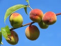 Peach - Prunus persica, colourful fruits on a twig. Royalty Free Stock Photo