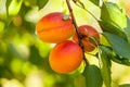 Peach (Prunus persica) Royalty Free Stock Photo