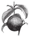 Peach or Prunus persica, vintage engraving