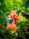 Peach and Red colored hibiscus flower on a green background Royalty Free Stock Photo