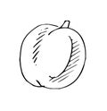 Peach ripe vegetable. Edible vegetable fruit. Hand drawing outline. Sketch isolated on a white background. Vector