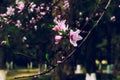 Peach blossom-Amygdalus persica L Royalty Free Stock Photo