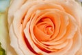 Peach rose Royalty Free Stock Photo