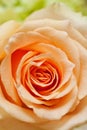 Peach rose