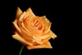 Peach rose Royalty Free Stock Photo