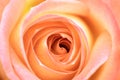 Peach Rose