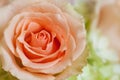 Peach rose Royalty Free Stock Photo