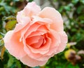 Peach Rose Royalty Free Stock Photo