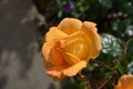 Peach Rose Blooming on a Sunny Summer Day Royalty Free Stock Photo