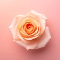 Peach Rose Blossom on Pink Background Royalty Free Stock Photo