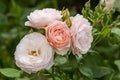 Peach rose blossoms and buds in summer garden Royalty Free Stock Photo