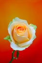 Single peach rose close up against colorful abstract backdrop