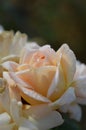 Peach rose close up after rain with water drops.peach, pastel, petals, rain, rainy, drops, water, water drops, rain drops, flower