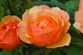 Peach About Face Rose Blossoms Royalty Free Stock Photo