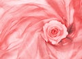 Peach rose flower and leaves on draped textile Royalty Free Stock Photo