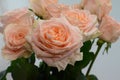 Peach rose flower on white background Royalty Free Stock Photo