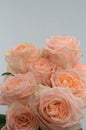 Peach rose flower on white background Royalty Free Stock Photo