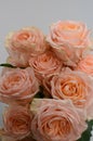 Peach rose flower on white background Royalty Free Stock Photo