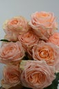 Peach rose flower on white background Royalty Free Stock Photo