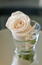 Peach Rose in Glass Royalty Free Stock Photo