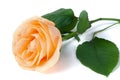 Peach rose with leaves isolated on white background Royalty Free Stock Photo