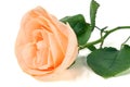 Peach rose with leaves isolated on white background Royalty Free Stock Photo