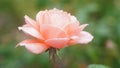 Peach Rose Royalty Free Stock Photo