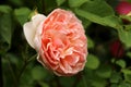 Peach Rose, side view and close up Royalty Free Stock Photo