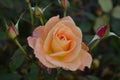 Peach Rose Surrounded by Rosebuds in a Garden Royalty Free Stock Photo