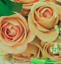 Peach roses Royalty Free Stock Photo
