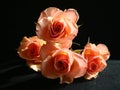 Peach Roses Royalty Free Stock Photo