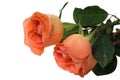 Peach roses Royalty Free Stock Photo