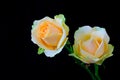 Close up of a pair of cheerful peach rose against dark backdrop