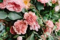 Gentle roses and gentle cloves decorate wedding arch. Beautiful wedding background